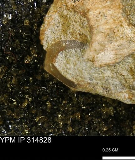 undet. Mollusca