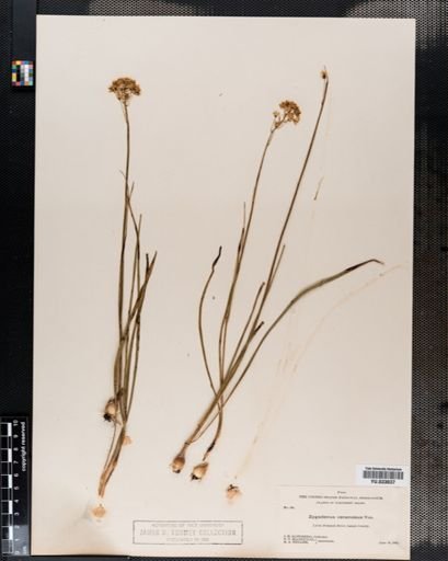 Plantae