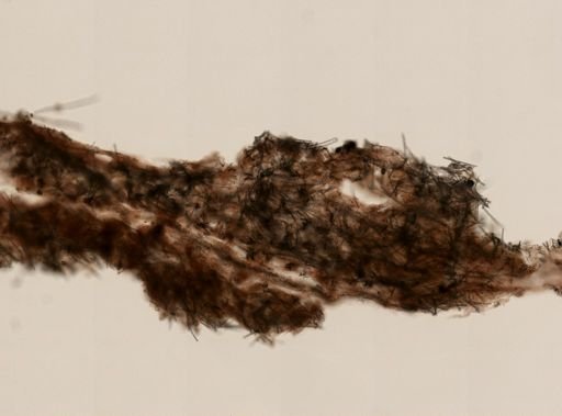 Lissodendoryx noxiosa