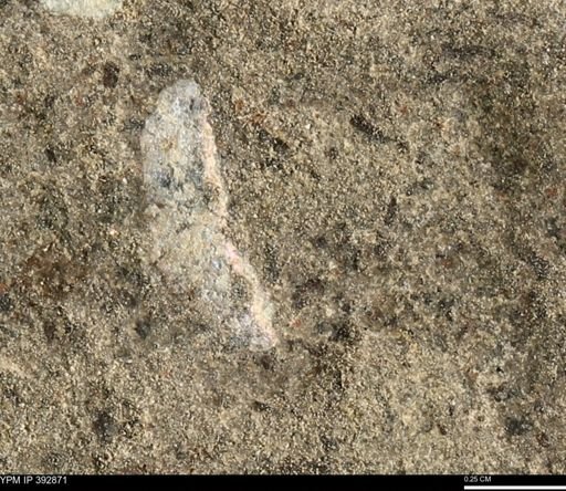 undet. Mollusca
