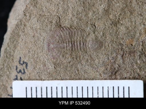 undet. Trilobita