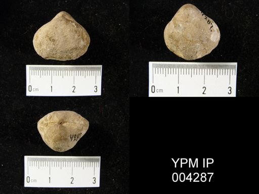 Schizophoria?
