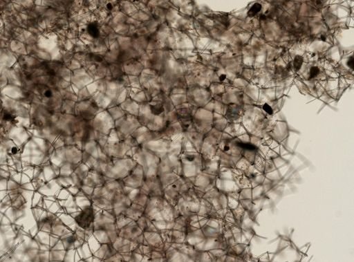 Haliclona (Gellius) sp.