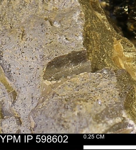 undet. Bivalvia