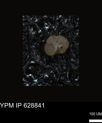 undet. Foraminiferida