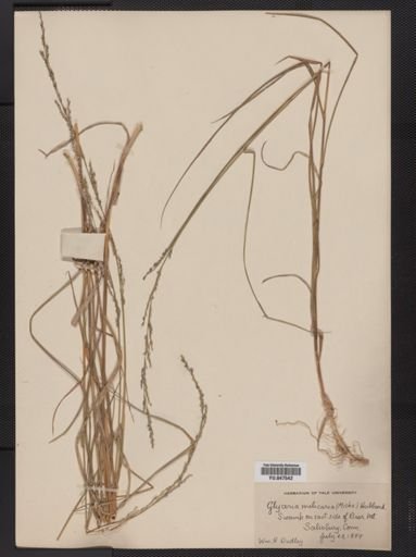 Glyceria melicaria