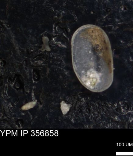 undet. Ostracoda