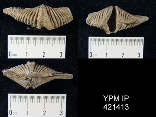 Mucrospirifer sp.