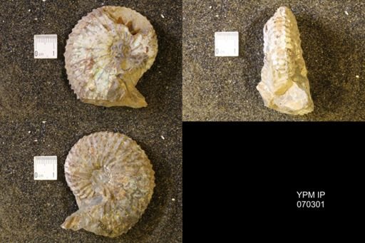 Jeletzkytes nebrascensis