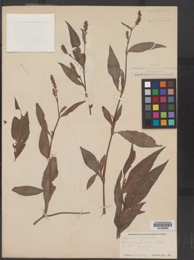 Polygonum hydropiper