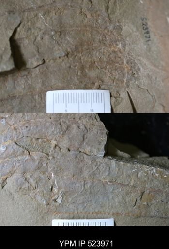 Asaphellus sp.