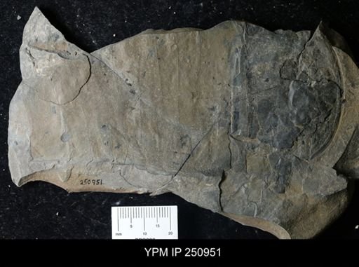 Eurypterus pittsfordensis