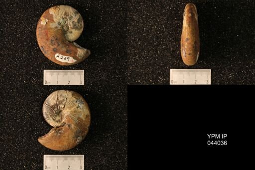 Hoploscaphites nicolletii