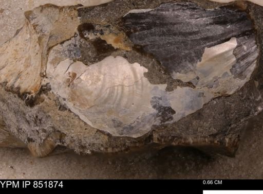 Inoceramus sp.