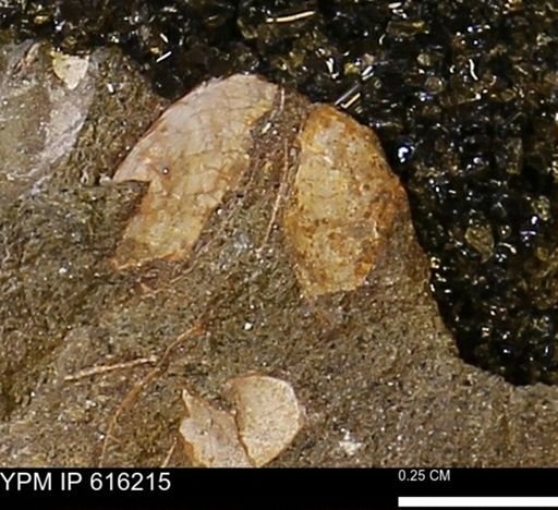 Protocardia subquadrata