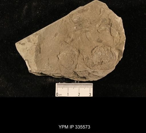 Linoproductus sp.