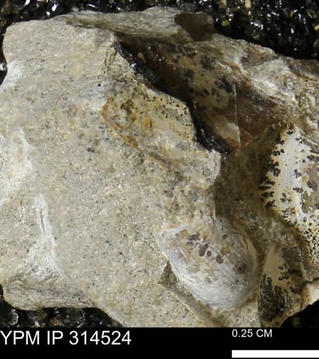 undet. Mollusca