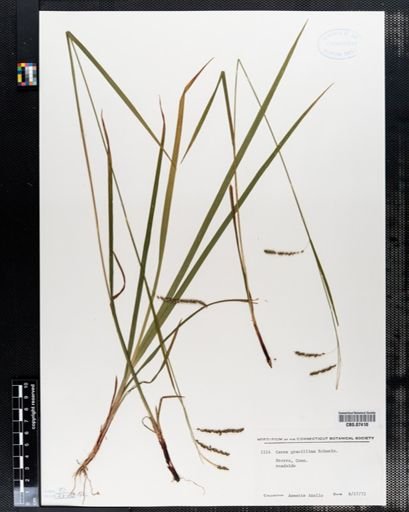 Carex gracillima