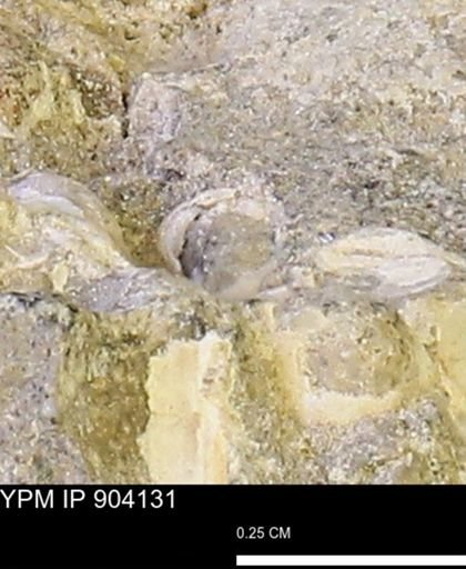 Corbulamella sp.