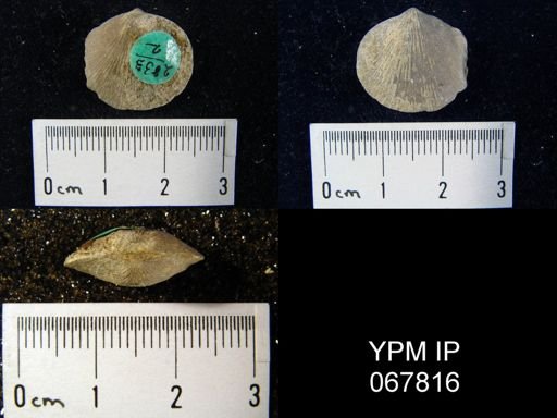 Rhipidomella oblata