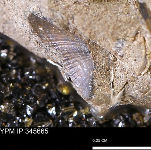 Parallelodon (Cosmetodon) sp.
