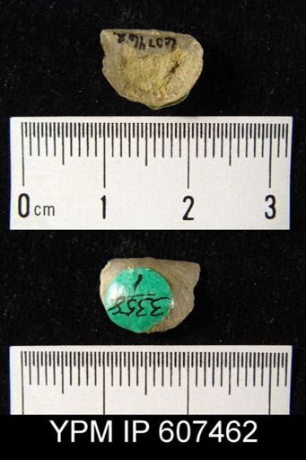 Strophonella sp.