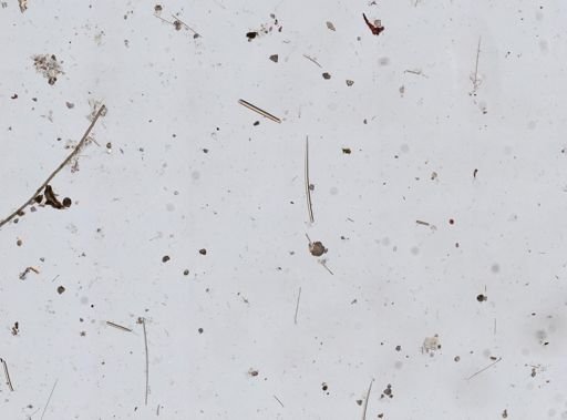Biemna sp.