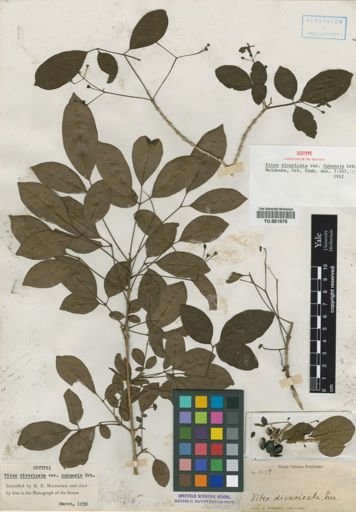 Vitex divaricata
