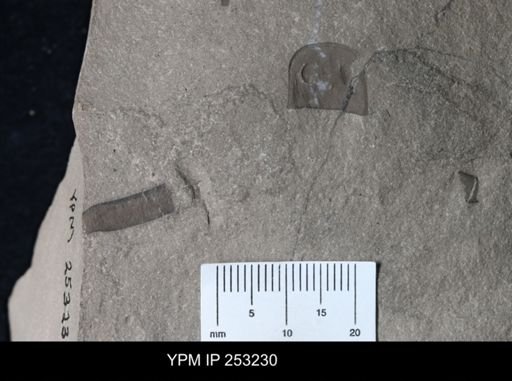 Eurypterus sp.