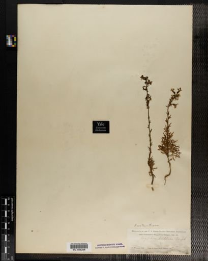 Plantae
