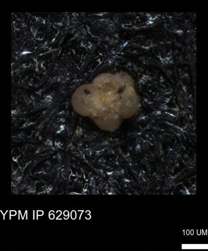undet. Globigerinina