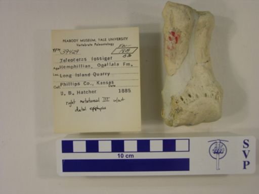 Teleoceras fossiger