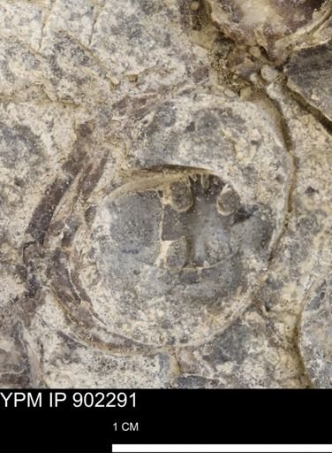 undet. Ammonoidea
