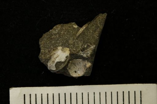 undet. Bivalvia