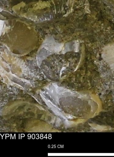Corbulamella?