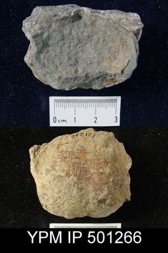Productus sp.