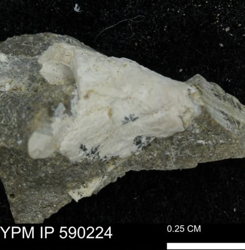 undet. Mollusca