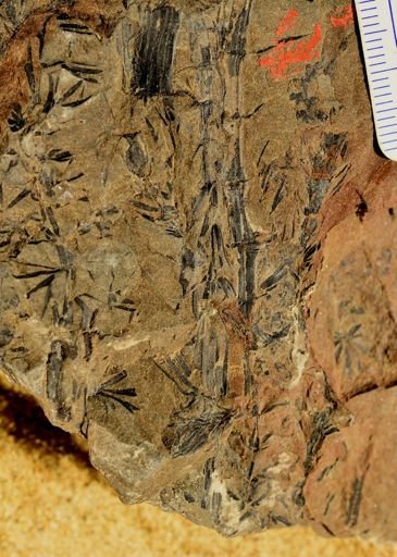 Sphenophyllum sp.