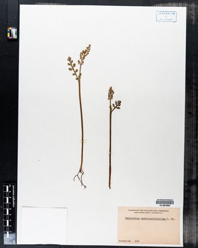 Botrychium