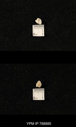 undet. Brachiopoda