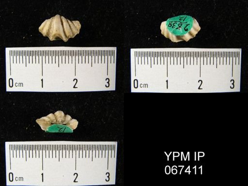 Delthyris perlamellosa