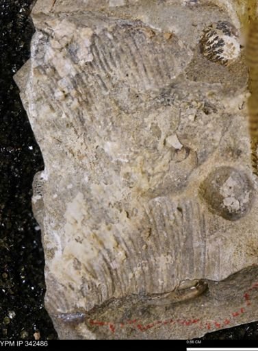 undet. Scaphitidae
