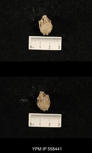 Phricodothyris sp.
