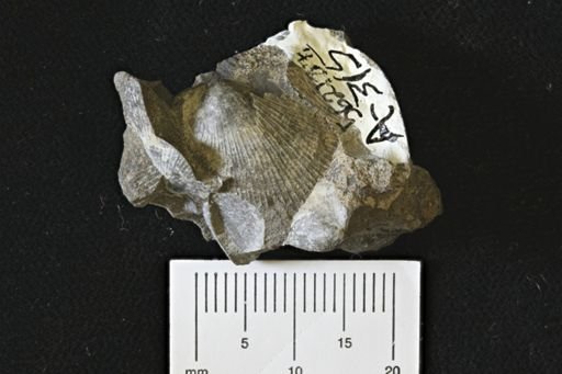 Oxytoma (Hypoxytoma)