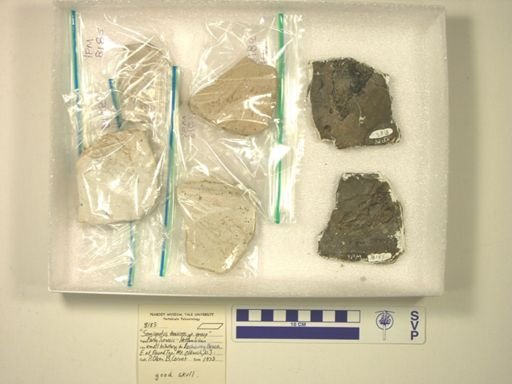 Semionotus