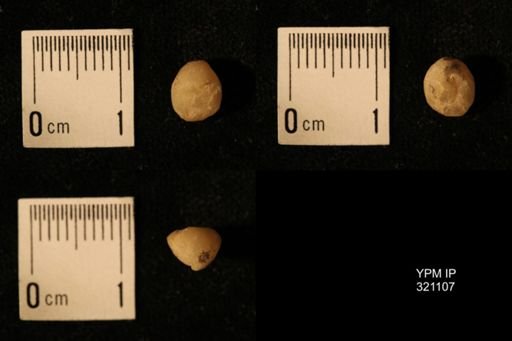 Dielasma breviplicatum