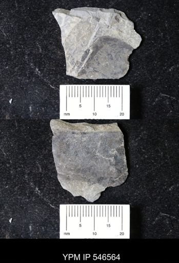 undet. Eurypterida
