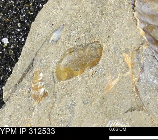 undet. Bivalvia