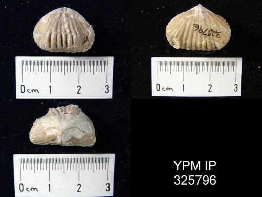 Uncinulus wangenheimi