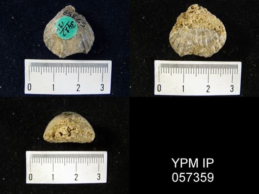 Uncinulus sp.